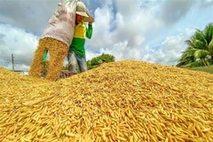 Arroz recién cosechado. (Foto: VNA)