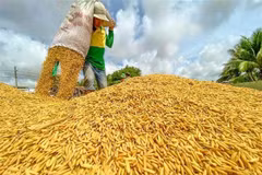 Arroz recién cosechado. (Foto: VNA)