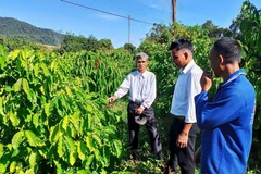 Los agricultores aprenden a plantar y cuidar los cafetos. (Foto: VNA)