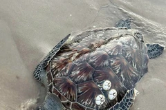 La rara tortuga marina encontrada en la playa de Nganh Tam Tan, en la comuna de Tan Hai, la mañana del 24 de marzo. (Foto: proporcionada por un residente local)