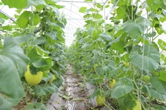 La provincia de Bac Ninh busca expandir aún más los modelos de agricultura orgánica y promover la adopción de prácticas agrícolas de alta tecnología. (Foto: bacninh.gov.vn)