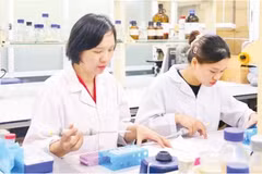 La investigación sobre la extracción del compuesto bioactivo vitexina de las cáscaras de frijol mungo ha contribuido a mejorar la eficacia del tratamiento de la diabetes. (Foto: nhandan.vn)