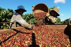 Cosecha de café en la ciudad de Buon Ma Thuot, Dak Lak. (Foto: VNA)