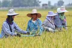 Los cultivadores de arroz trabajan en un campo en la provincia de Suphan Buri, Tailandia. (Foto: bangkokpost)