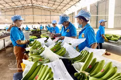 Preparación de plátanos para la exportación. (Foto: VNA)