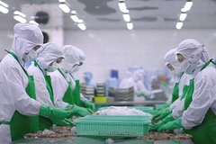 Procesamiento de camarones para exportación en el Delta del Mekong. (Foto: qdnd.vn)