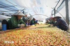 Se implementa la Resolución n.º 68-NQ/TW para liberar recursos para más de 940.000 empresas privadas y 5,2 millones de hogares empresariales en todo el país. (Foto: VNA)