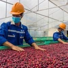 Los grupos de productos agrícolas de Vietnam tienen ventajas a la hora de exportar a Estados Unidos en particular y al mundo en general. (Foto: thanhnien.vn)