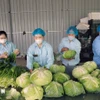 Envasado de verduras producidas mediante el proceso VietGap en la Cooperativa Agrícola Van Duc, Hanoi. (Foto: VNA)