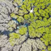 Manglar de Bau Ca Cai en provincia de Quang Ngai: un “pulmón verde” prístino y atractivo