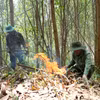 Las fuerzas realizan la labor de prevención y control de incendios forestales en la provincia de Dak Lak. (Fuente: VNA)