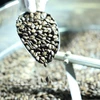 Café es uno de los principales productos exportados de Vietnam a Arrgelia (Fuente: VNA)