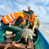 Liberan a la tortuga al mar. (Foto: VNA)