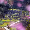 Belleza de la Meseta Kárstica de Dong Van, en la provincia de Tuyen Quang. (Foto: VNA)