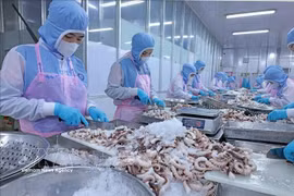 Procesamiento de pulpo para su exportación al mercado japonés en la empresa Huy Nam, provincia de An Giang. (Foto: VNA)