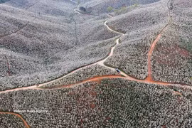 Provincia de Son La atrae visitantes con el encanto de la floración de los cafetos 