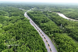 Bosque de manglares de Can Gio. (Foto: VNA)