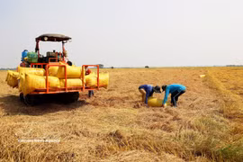 Cosecha del arroz de invierno-primavera en An Giang. (Foto: VNA)