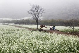 Moc Chau - Pradera primaveral entre nubes del noroeste de Vietnam 