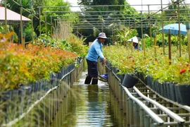 Cultivo de flores en espalderas: Tradición de la aldea Sa Dec