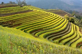 Hermoso paisaje de los campos en terrazas de Yen Bai. (Fuente: VNA)