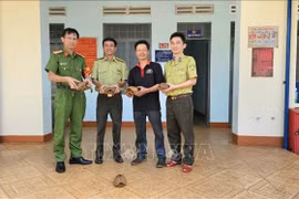 La policía del distrito de Pleiku y el ciudadano Le Van Mien entregan cinco tortugas a los guardabosques de la zona de Dak Doa, provincia de Gia Lai. (Fuente: VNA)