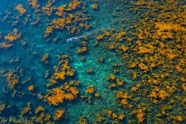Inicia temporada de macroalgas en el mar de Nhon Hai en Binh Định