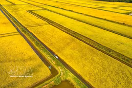 Vista aérea de un arrozal en la comuna de Vinh My, provincia de Ca Mau. (Foto: VNA)