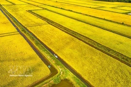 Vista aérea de un arrozal en la comuna de Vinh My, provincia de Ca Mau. (Foto: VNA)