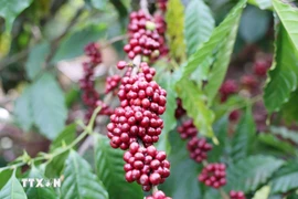 Exportaciones de café de Vietnam alcanzan 5,45 mil millones de dólares