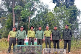 Liberan una bandada de aves a su hábitat natural. (Foto: VNA)