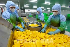 Procesamiento de productos de mango para exportación a los mercados de EE. UU., Europa, Corea del Sur y Japón en la fábrica frutas y verduras de An Giang en la provincia de Lam Dong.. (Fuente: VNA)