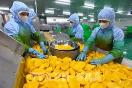 Procesamiento de productos de mango para exportación en la fábrica de frutas y verduras de An Giang, en la provincia de Lam Dong. (Fuente: VNA)
