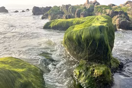 Fenómeno natural tiñe de verde la playa Co Thach-Binh Thanh