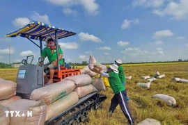 Agricultores del distrito de Thoai Son (provincia de An Giang) cosechan arroz. (Fuente: VNA)