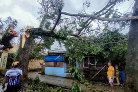 Un árbol derribado por el tifón Bualoi en la provincia de Masbate, Filipinas, el 26 de septiembre de 2025. (Foto: Xinhua/VNA)