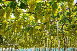 Khanh Hoa atrae a turistas con su experiencia en viñedos