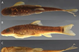 Esta especie de pez se llama científicamente Supradiscus varidiscus. (Foto: bioone.org)