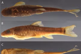 Esta especie de pez se llama científicamente Supradiscus varidiscus. (Foto: bioone.org)