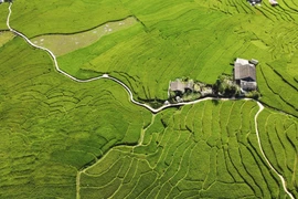 Lao Cai: Temporada de arroz verde de Ta Van atrae visitantes 