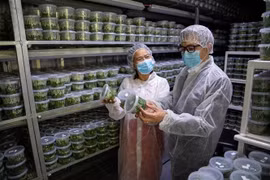En el Laboratorio de producción de semillas de plantas de una empresa israelí. (Fuente: VNA)