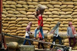 Trabajadores transportan arroz en un almacén en Jalandhar, India. (Fuente: ANI/VNA)