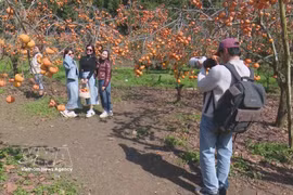 Turistas en Moc Chau, provincia de Son La. (Fuente: VNA)