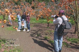 Turistas en Moc Chau, provincia de Son La. (Fuente: VNA)