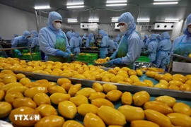 Procesamiento de productos de mango para exportación en una fábrica de la compañía B'LaoFood en la ciudad de Bao Loc, provincia de Lam Dong. (Foto: VNA)