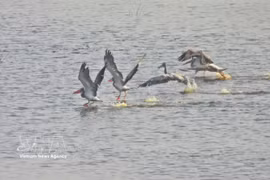 Pelícanos picopunteados (Pelecanus philippensis), una especie de ave rara y en peligro de extinción, se encuentran en el Parque Nacional Tram Chim. (Fuente: VNA)
