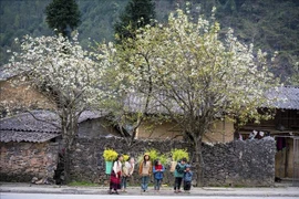 La belleza de la gente y el hermoso paisaje son lo que atrae a los turistas a Ha Giang. (Foto: VNA)