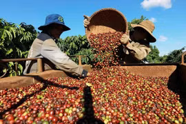 Cosecha de café en la zona de cultivo de la empresa Simexco Daklak, ciudad de Buon Ma Thuot. (Fuente: VNA)
