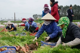 Los distritos de Luong Tai y Gia Binh conforman una zona de cultivo de zanahorias de 300 hectáreas. (Fuente: https://baobacninhtv.vn/)