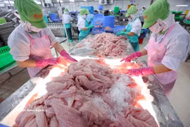 Clasificación y congelación de filetes de pangasius para su exportación en la planta de la empresa Go Dang Tien Giang. (Fuente: VNA)